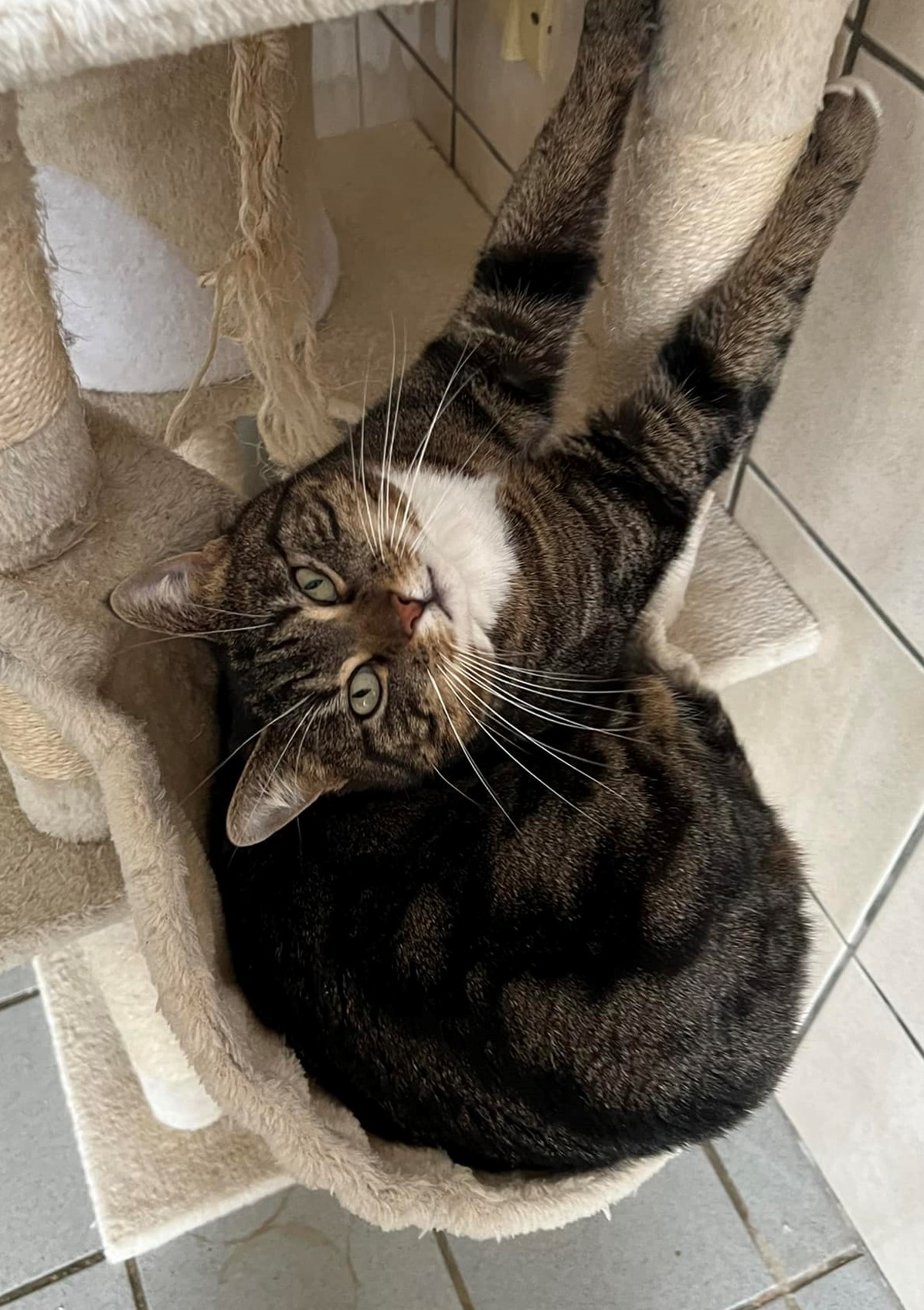 Bella 