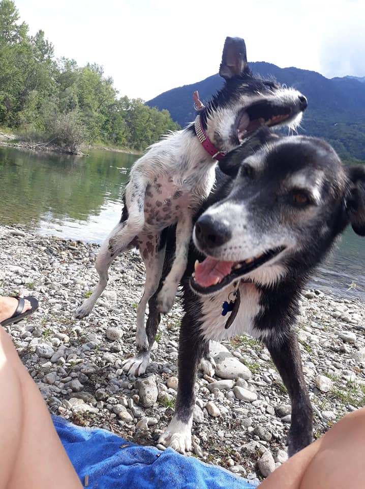 Belle rebaptisée Ruby et copain Tango