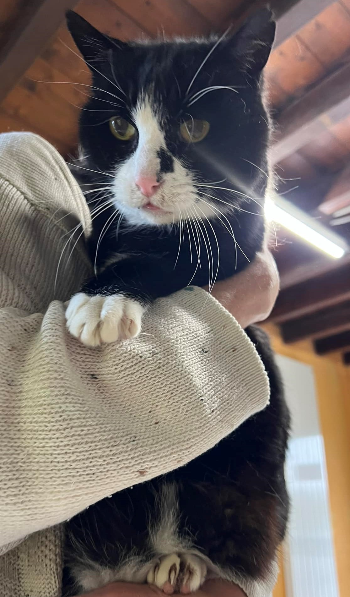 Cachou 