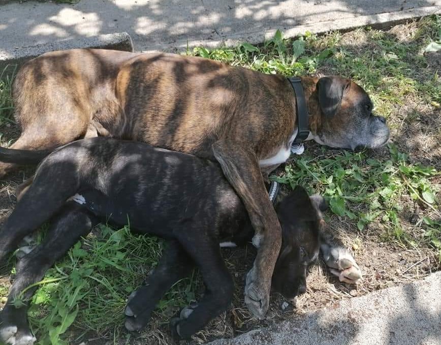 Cassie et grand frère