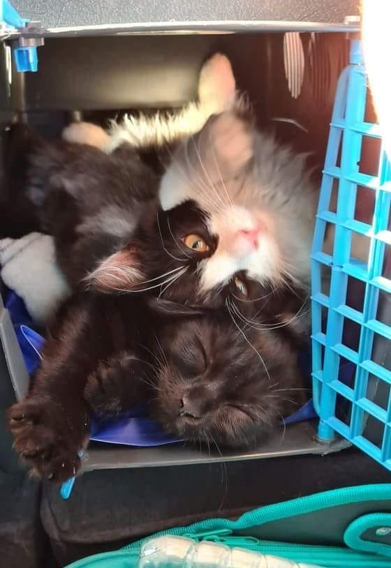 Elyo & Aeron