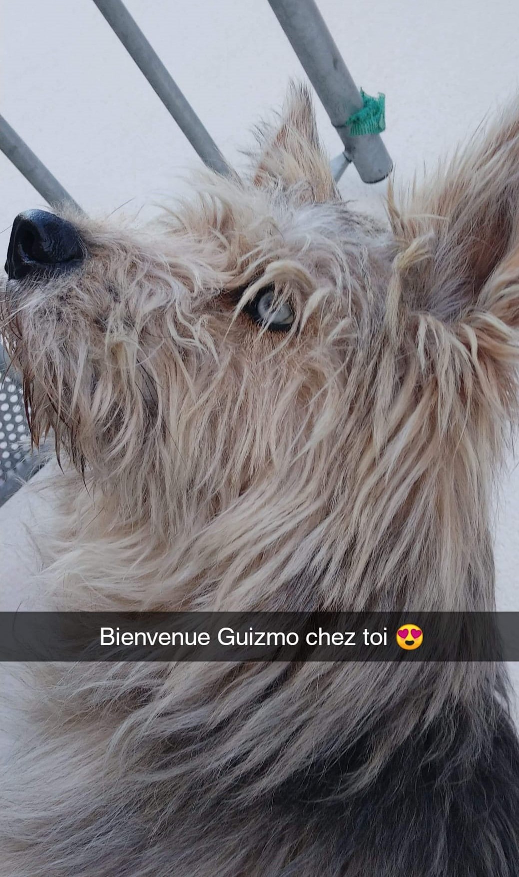 Guizmo