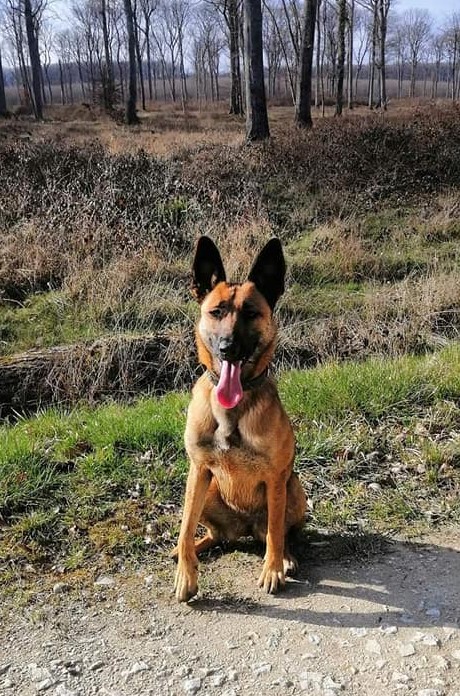 Lio 