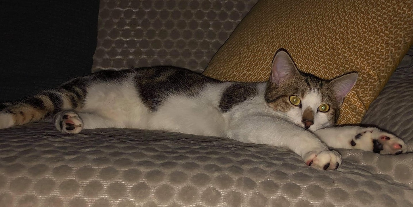 Loulou rebaptisé Simba