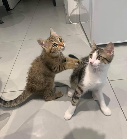Marley & Siki