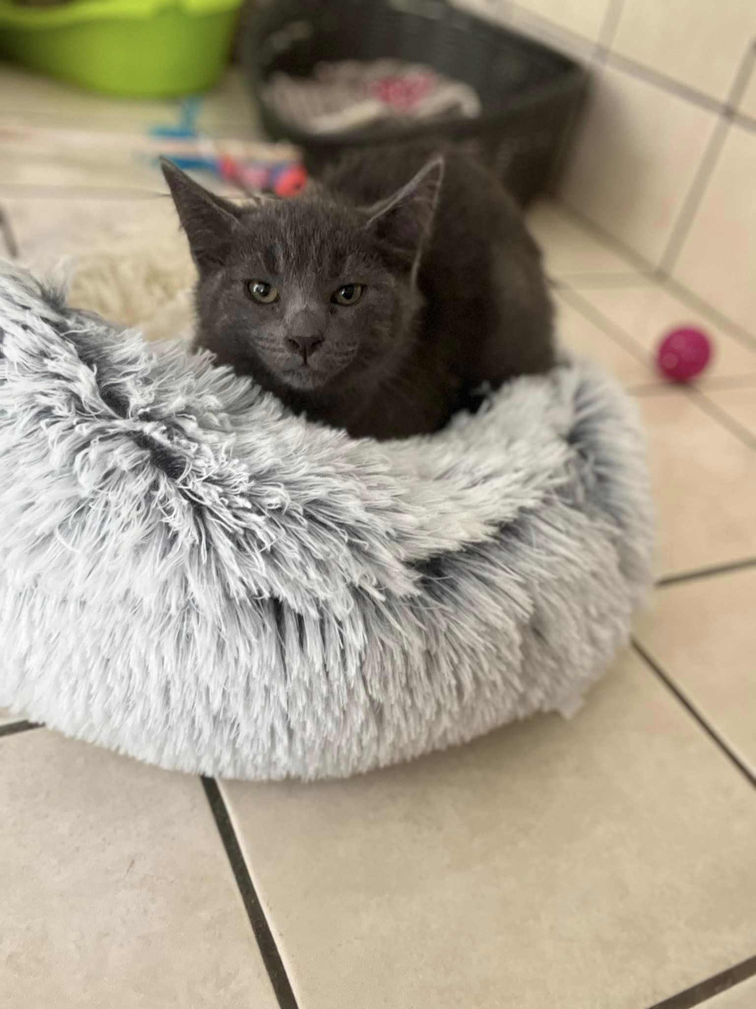 Melba 