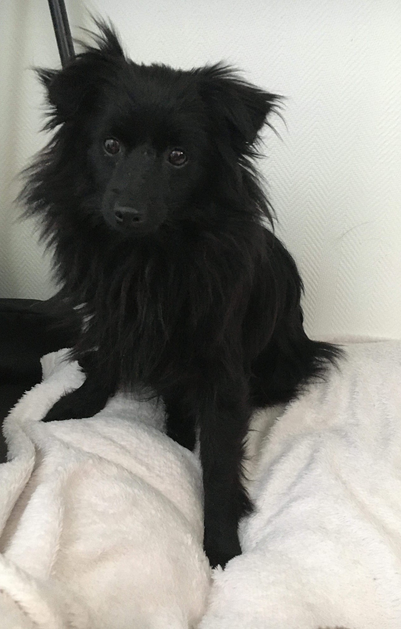 Nova