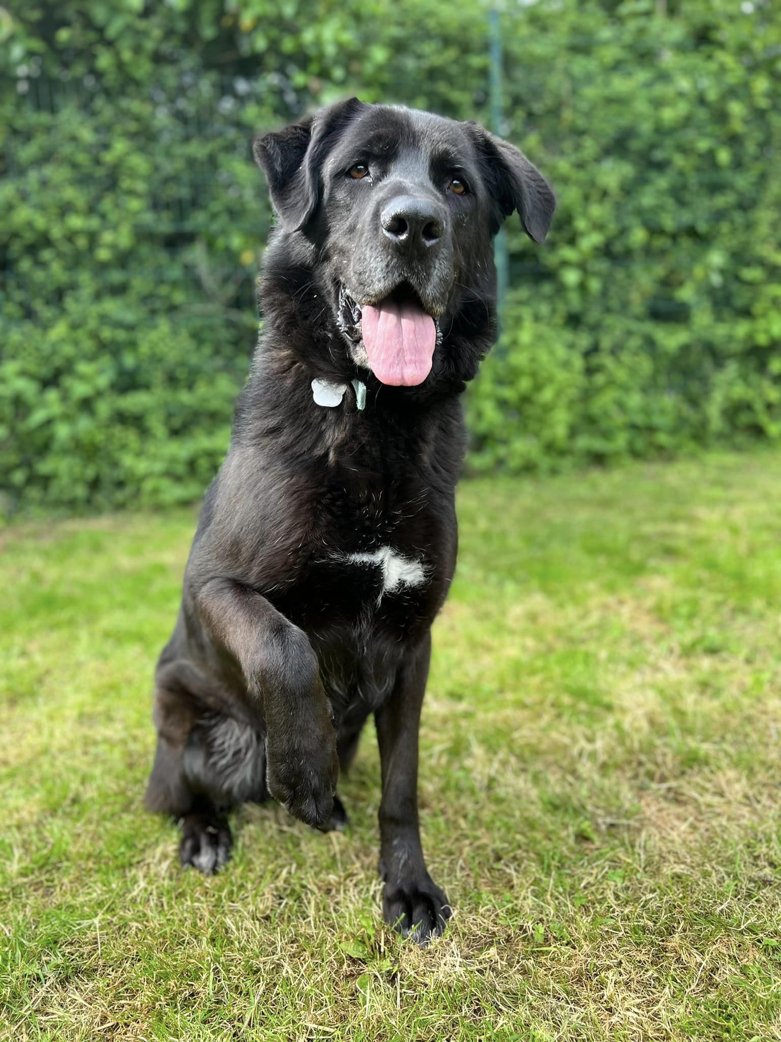 Olaf 