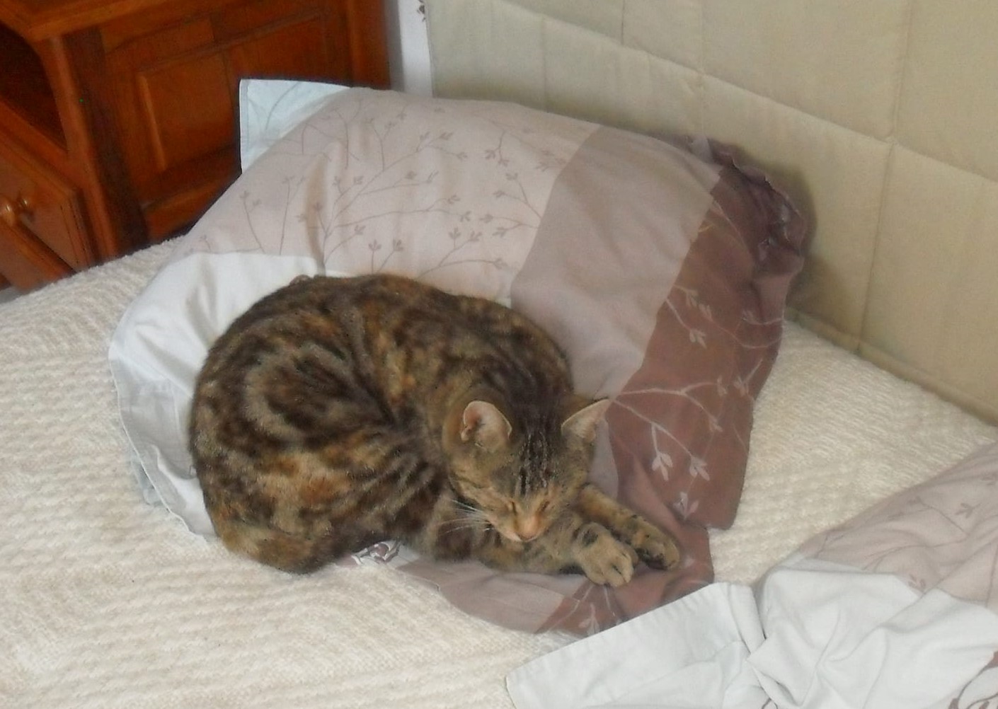 Pépite