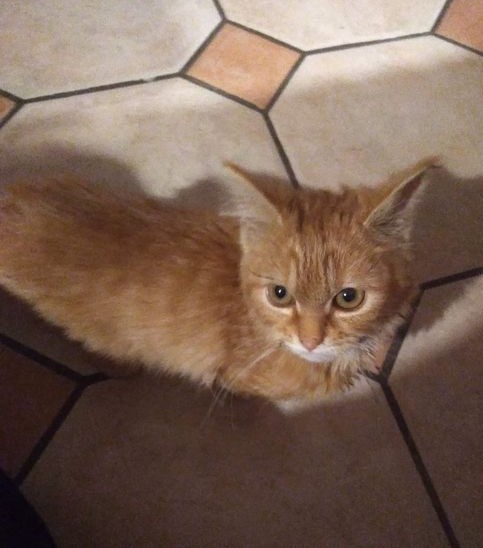 Peanut