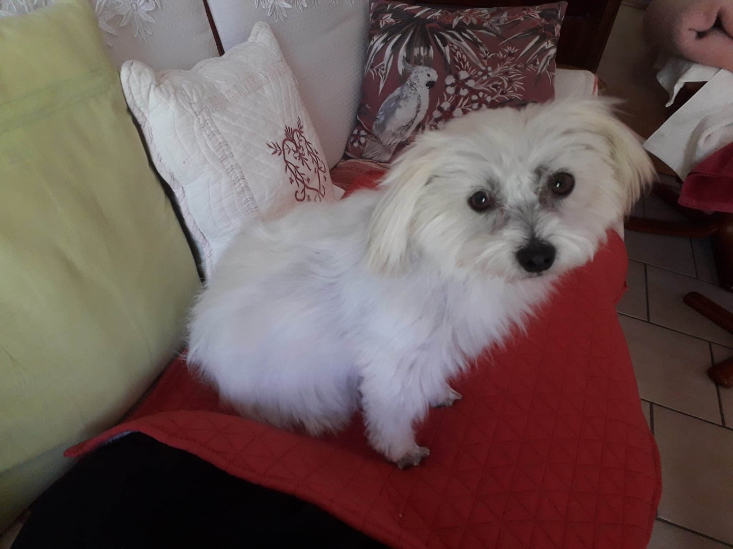 Poupie