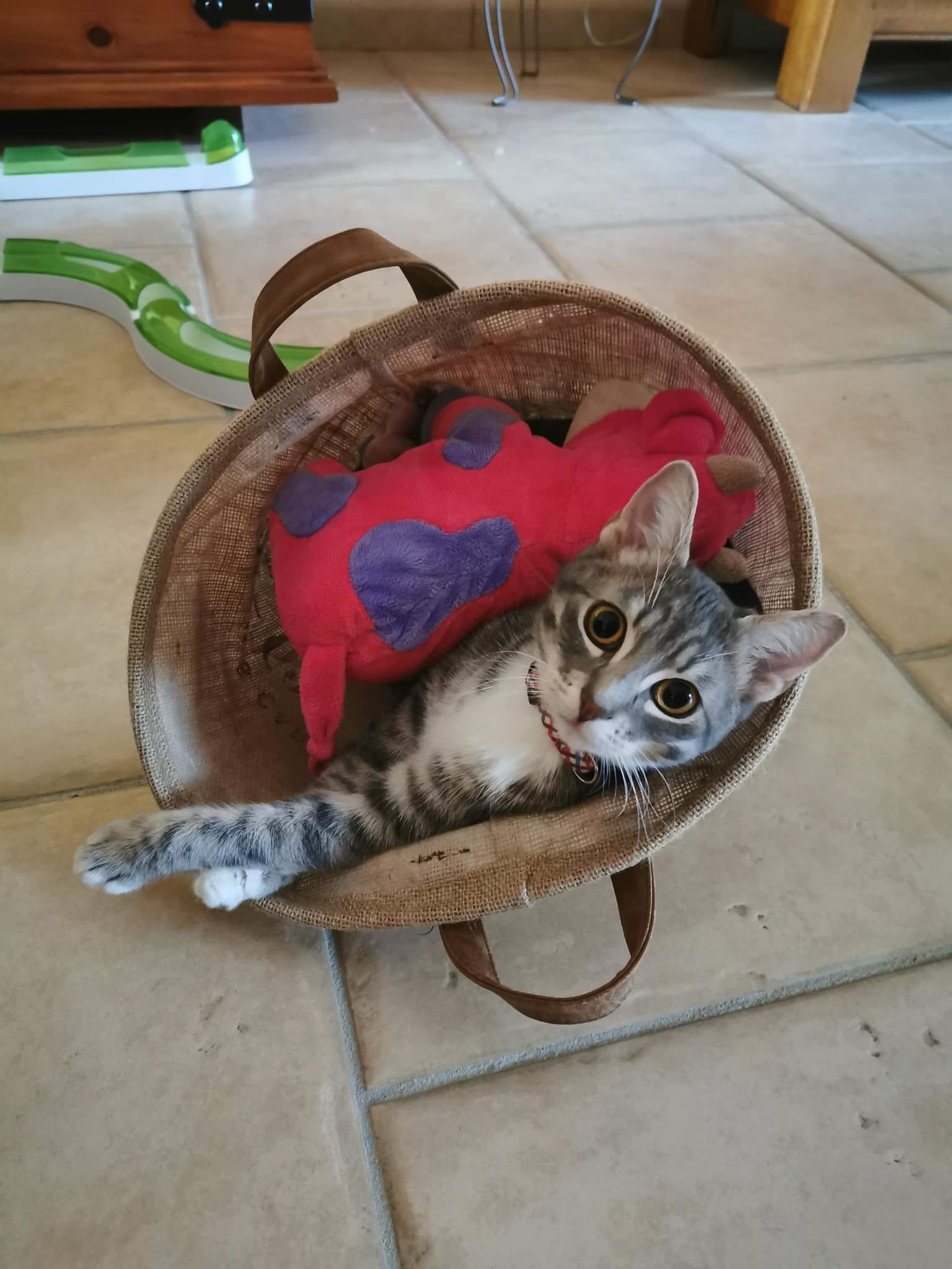 Roxy rebaptisée Olivia