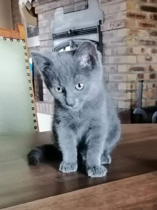 Sisko