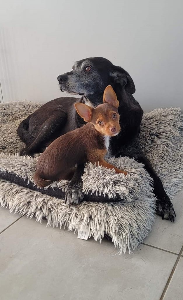 Tango & Pitchou