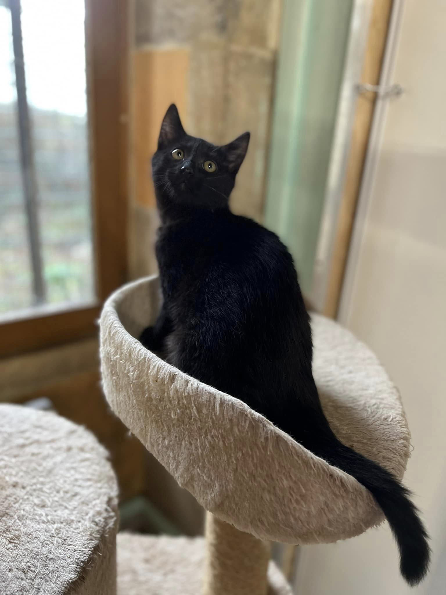 Tarzan