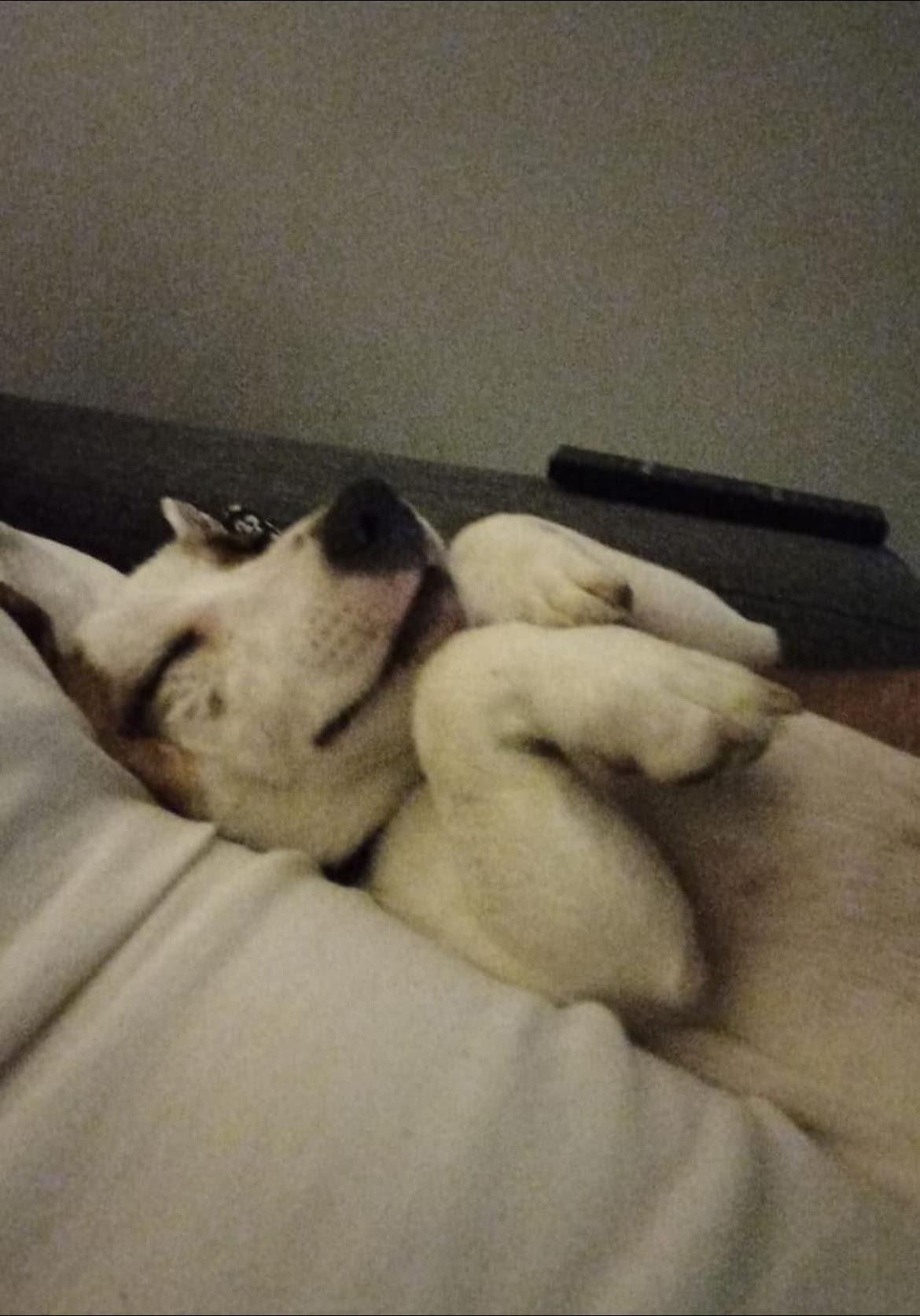 Toby
