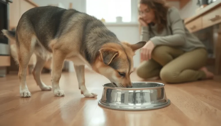 Chien qui boit beaucoup : causes, quantités normales et signaux d&rsquo;alerte